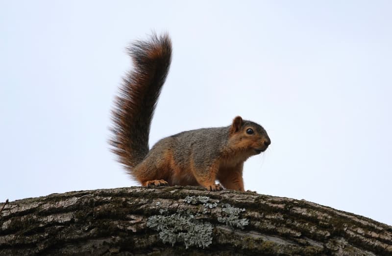 Fox Squirrel