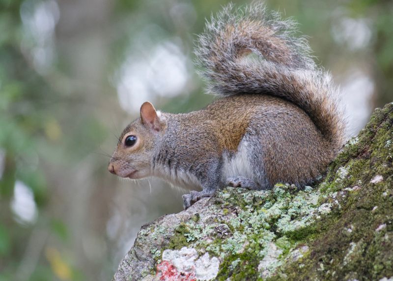 Eastern Gray Squirrel